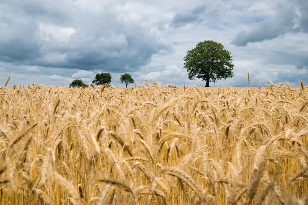 Pole dojrzałej pszenicy: zboże jako źródło glutenu, gluten co to jest